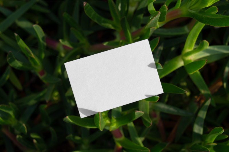 White EU business card mockup on green grass, from the best EU business card mockups selection.